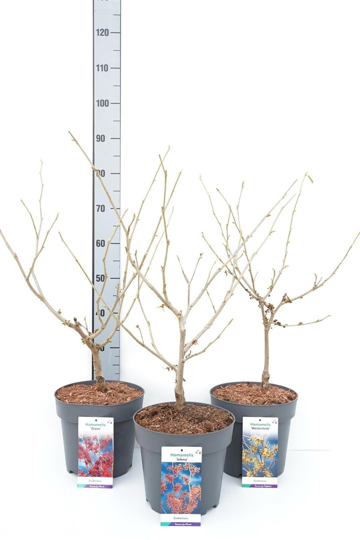 Hamamelis MIX (Lot Hamamelis in)  C7,5/P26 40-60 CM 'Arnold Promise', 'Diane', 'Golden Grace', 'Jelena' & 'Westerstede'