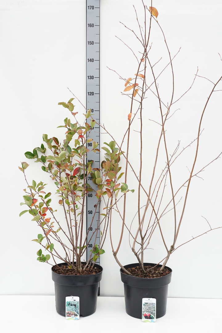 Krūmai MIX (Lot Shrubs in)   2x5 Amelanchier lamarckii & Aronia mel. 'Viking' C10 100-125 CM