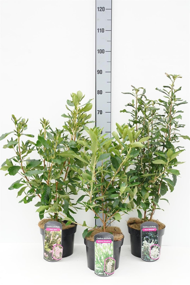 Krūmai MIX (Lot Shrubs in)   11x Elsholtzia stauntonii & Leycesteria 'Purple Rain' C3/P19 50-60 CM