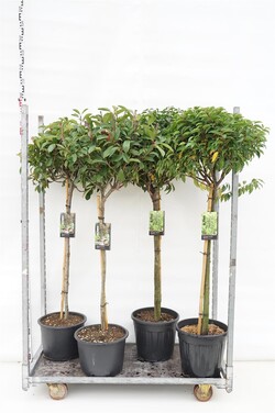 Krūmai MIX (Lot Shrubs in)  2x3 Prunus lus. 'Angustifolia' & Photinea fras. 'Red Robin' C20 STIEBAS 90 CM