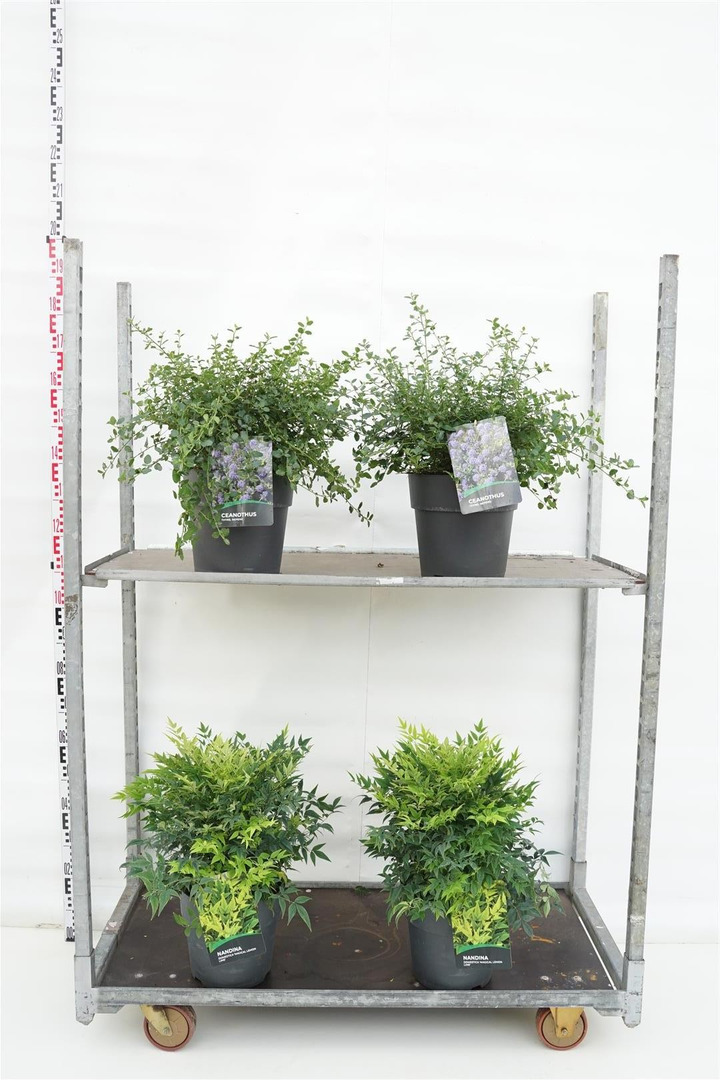 Krūmai MIX (Lot Shrubs in)   3x11 Ceanothus thyrs. repens, Nandina dom. 'Lemon Lime'® & Syringa mey. 'Palibin' C10 30-40 CM