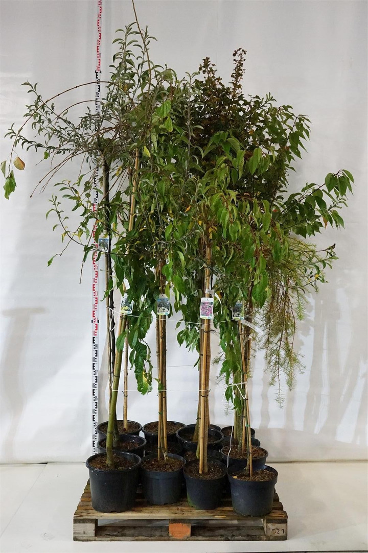 Krūmai MIX (Lot Shrubs in)  Acer, Cercidyphyllum, Prunus, Pyrus & Larix 120 & 180 CM STEM C7,5/P26, C10 & C15