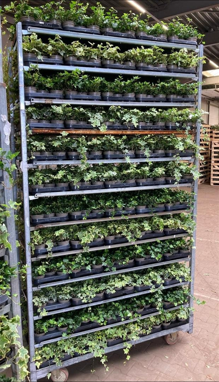 Gebenė lipikė (Lot Hedera helix)  P9 JAUNI AUGALAI
