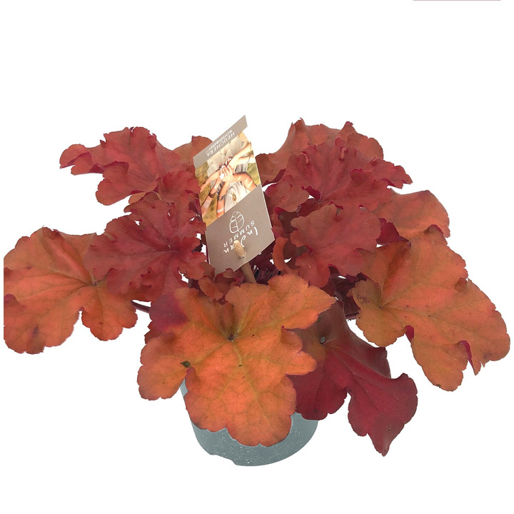 Alūnė (Lot Heuchera) 'Indian Summer Cranberry' P12