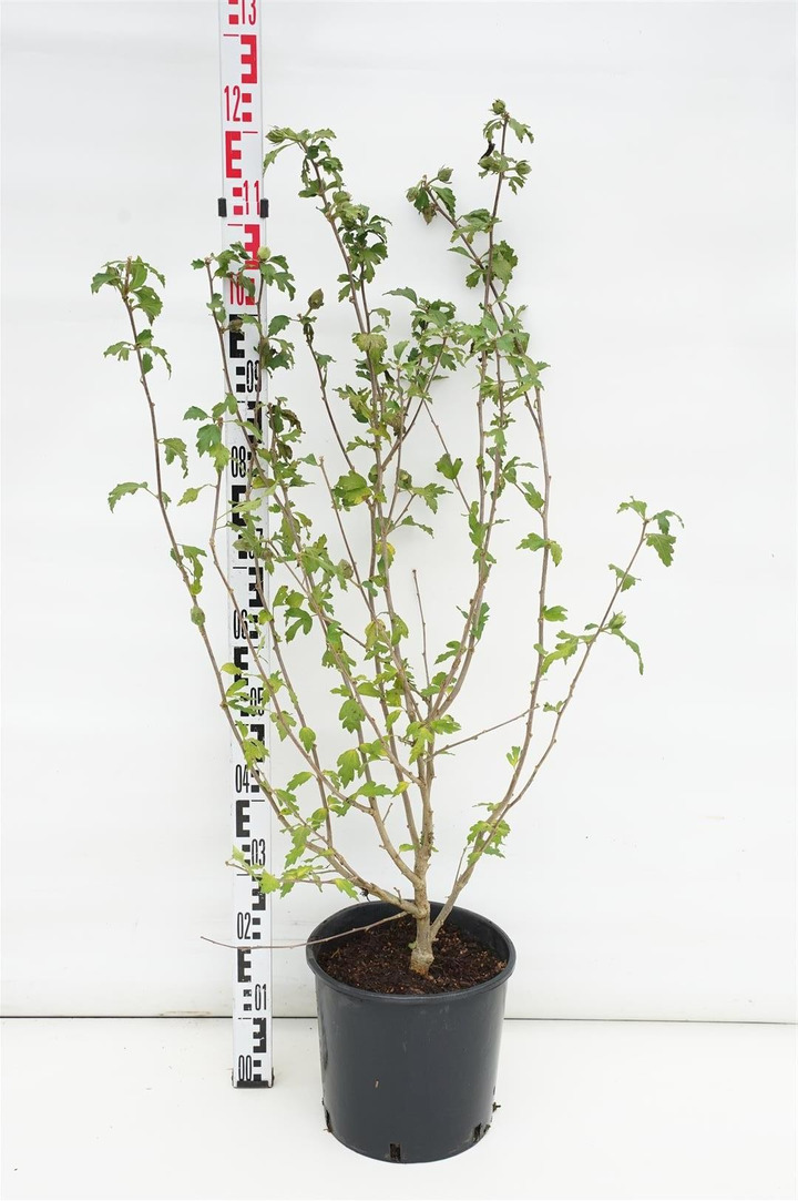 Sirinė kinrožė (Lot Hibiscus syr.) 'Blue Bird' C10 80-100 CM