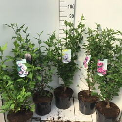 Sirinė kinrožė MIX (Lot Hibiscus syriacus)  3x6 'Marina', 'Ardens' & 'Pink Giant' & 2x3 'Pastel' & 'Hamabo' C7,5/P26 60-80 CM - nuotrauka 2