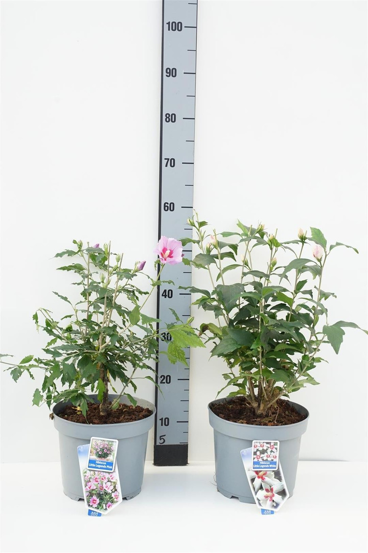 Sirinė kinrožė (Lot Hibiscus syr.) 'Little Legends' C5/P23 40-45 CM
