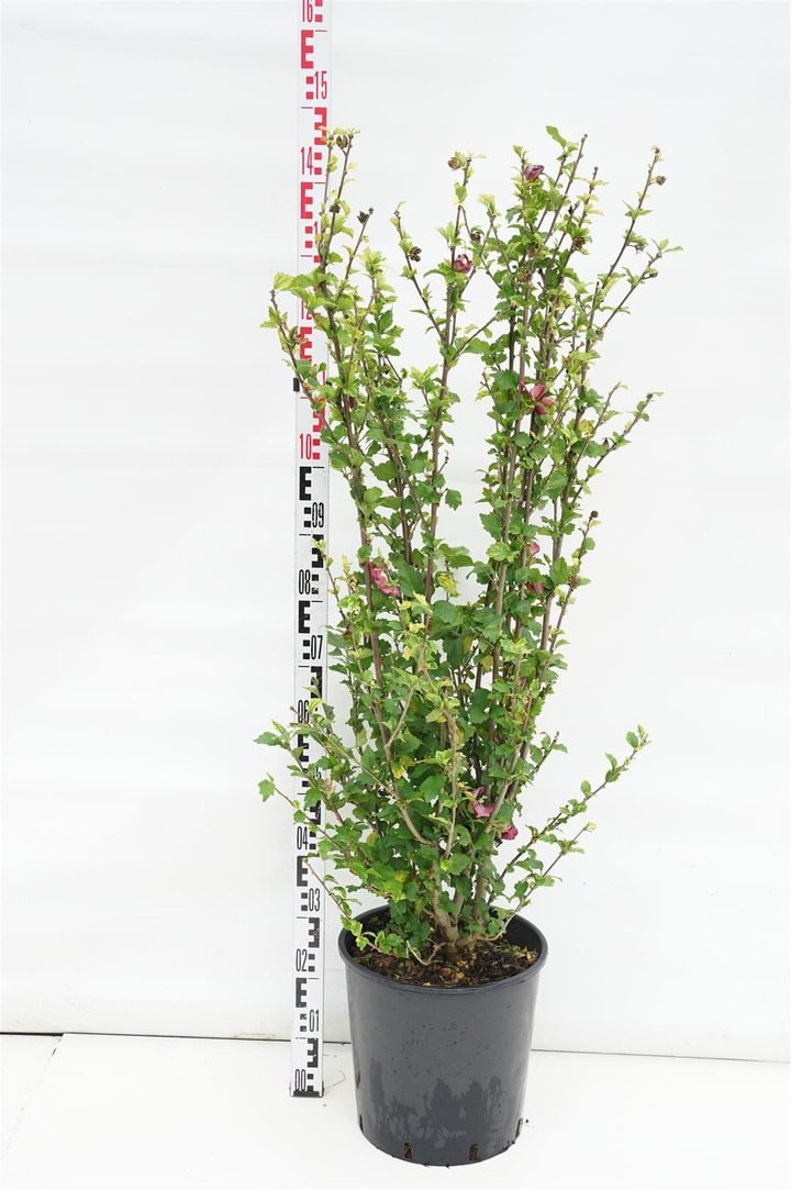 Sirinė kinrožė (Lot Hibiscus syr.) 'Woodbridge' C15 100/+ CM