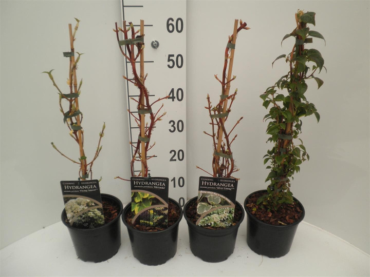 Hortenzija laipiojančioji MIX (Lot Hydrangea anomala)  C2/P17 40-50 CM 3x10 'Flying Saucer'®,'Mirranda' & 'Crug Coral'