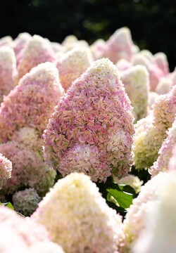 Šluotelinė hortenzija (Lot Hydrangea pan.) 'Candy Love' P12 JAUNI AUGALAI - nuotrauka 2