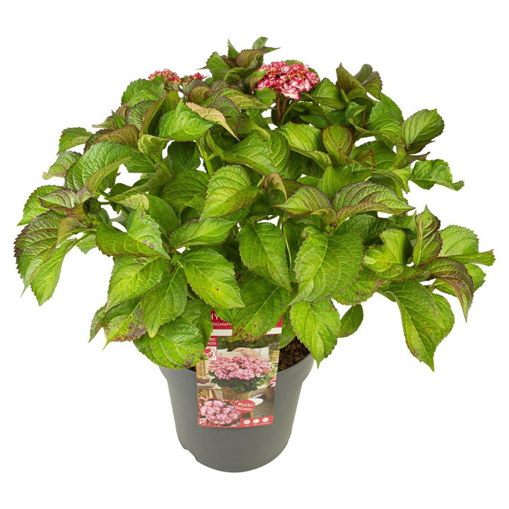 Hortenzija didžialapė (Lot Hydrangea m.) 'Yulika' C10 80-100 CM