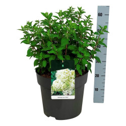 Šluotelinė hortenzija (Lot Hydrangea pan.) 'Bobo' C15 40-50 CM - nuotrauka 2