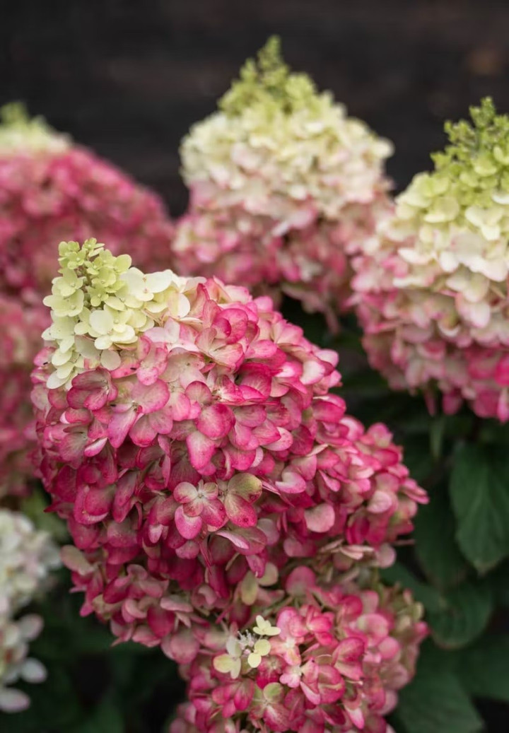 Šluotelinė hortenzija (Lot Hydrangea pan.) 'Colorful Cocktail' P12 JAUNI AUGALAI