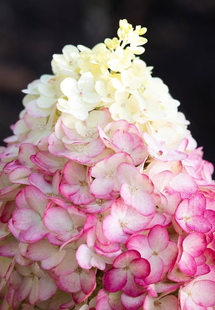 Šluotelinė hortenzija (Lot Hydrangea pan.) 'Colorful Cocktail' C5/P23 40-50 CM