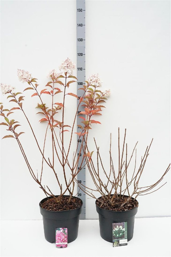Šluotelinė hortenzija MIX (Lot Hydrangea pan. in)   2x5 'Polar Bear' & 'Vanille Fraise' C10 70-90 CM