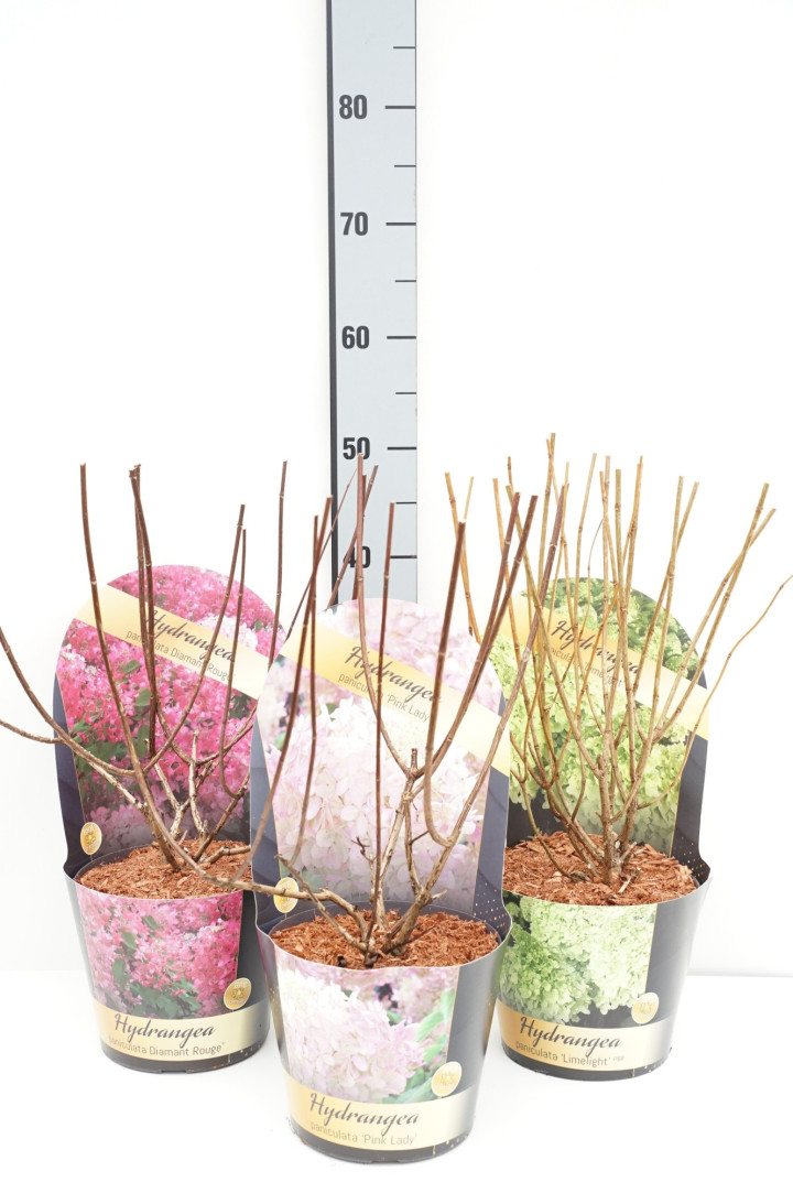 Šluotelinė hortenzija MIX (Lot Hydrangea pan. in)  C3/P19 POTCOVER