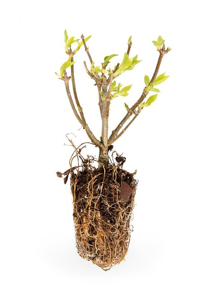 Šluotelinė hortenzija (Lot Hydrangea pan.) 'Little Blossom' GROWTRAY X84