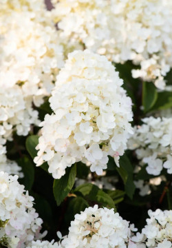 Šluotelinė hortenzija (Lot Hydrangea pan.) 'Little Blossom' GROWTRAY X84 - nuotrauka 2