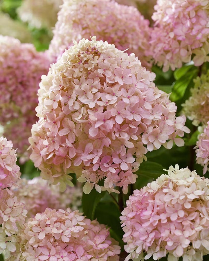 Šluotelinė hortenzija (Lot Hydrangea pan.) 'Little Love' C5/P23 40-50 CM