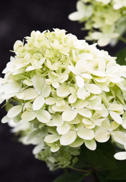 Šluotelinė hortenzija (Lot Hydrangea pan.) 'Little Passion' GROWTRAY X84 - nuotrauka 2