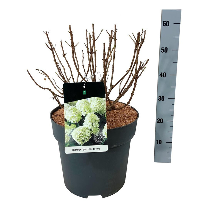 Šluotelinė hortenzija (Lot Hydrangea pan.) 'Little Spooky' C15 40-50 CM