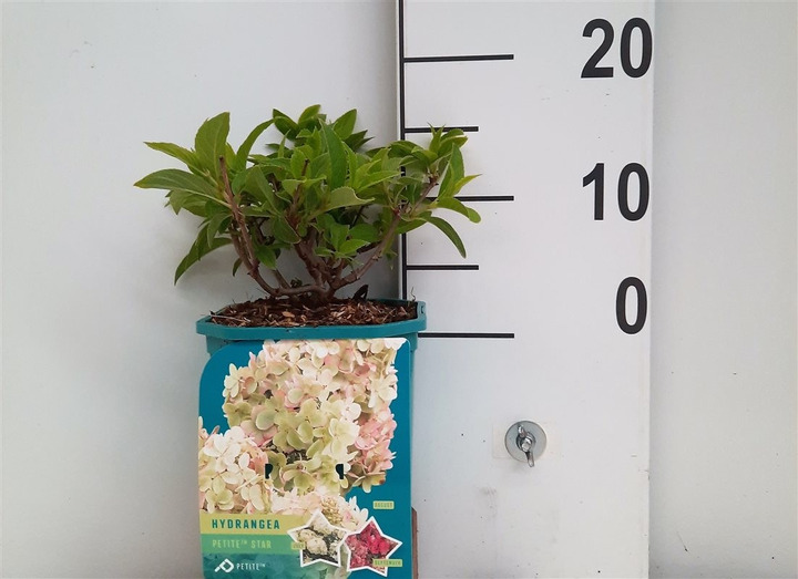 Šluotelinė hortenzija (Lot Hydrangea pan.) 'Petite Star' C2/P17 20-25 CM