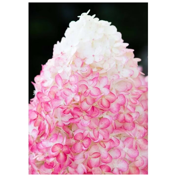Šluotelinė hortenzija (Lot Hydrangea pan.) 'Pink & Rose' C5/P23 40-50 CM