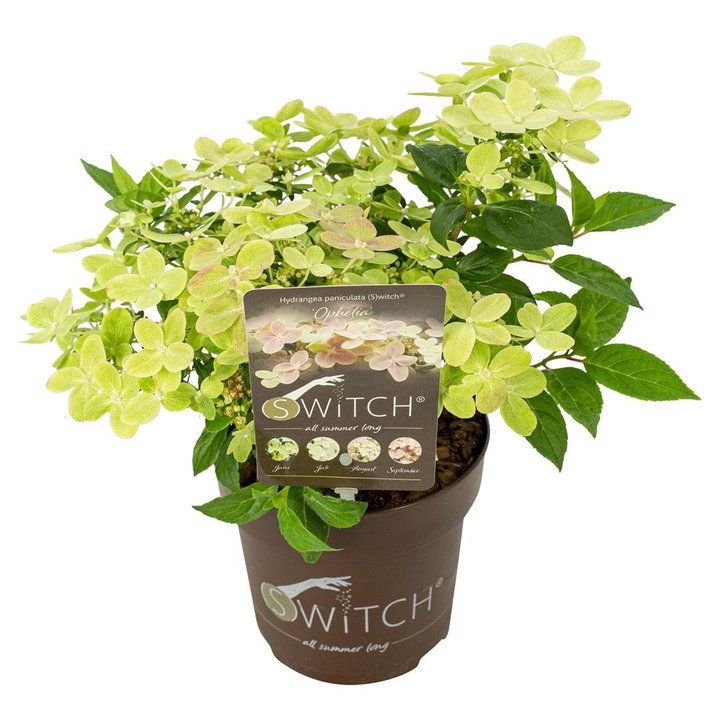 Šluotelinė hortenzija (S) (Lot Hydrangea pan. (S)) 'Ophelia' C1,5/P15 25-30 CM