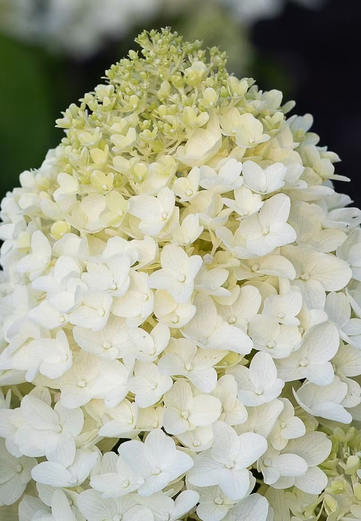 Šluotelinė hortenzija (Lot Hydrangea pan.) 'Sugar Rush' C5/P23 40-50 CM