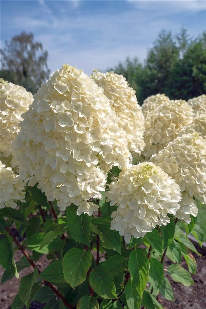 Šluotelinė hortenzija (Lot Hydrangea pan.) 'Summer Snow' C2/P17 25-30 CM