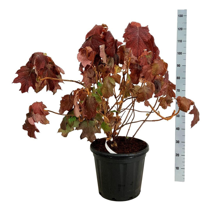 Hortenzija ąžuolialapė (Lot Hydrangea querc.) 'Alice' C30 80-100 CM EXTRA