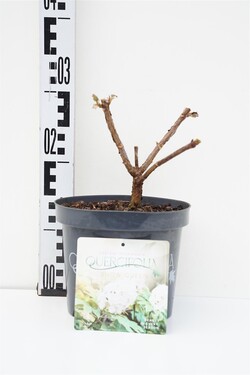 Hortenzija ąžuolialapė (Lot Hydrangea querc.) 'Snow Queen' C3/P19 25-30 CM