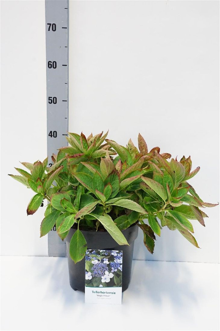Krūminė hortenzija  (Lot Hydrangea serr.) 'Magic Pillow' C5/P23 50-60 CM
