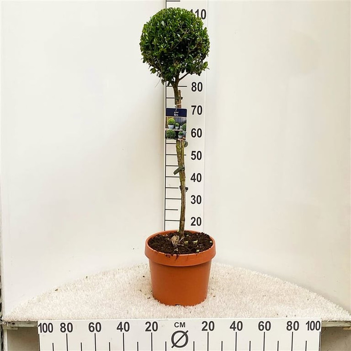 Rinčiuotasis bugienis (Lot Ilex cren.) 'Caroline Upright' C7,5/P26 STIEBAS 60 CM