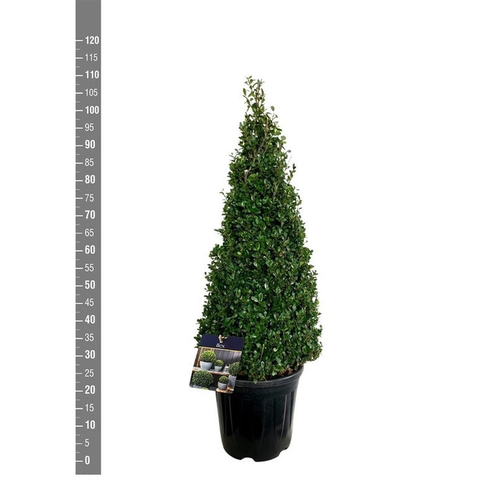 Rinčiuotasis bugienis (Lot Ilex cren.) 'Caroline Upright' 80-90 CM CONE C12