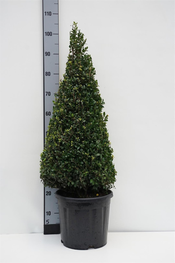 Rinčiuotasis bugienis (Lot Ilex cren.) 'Caroline Upright' 60-70 CM CONE C10