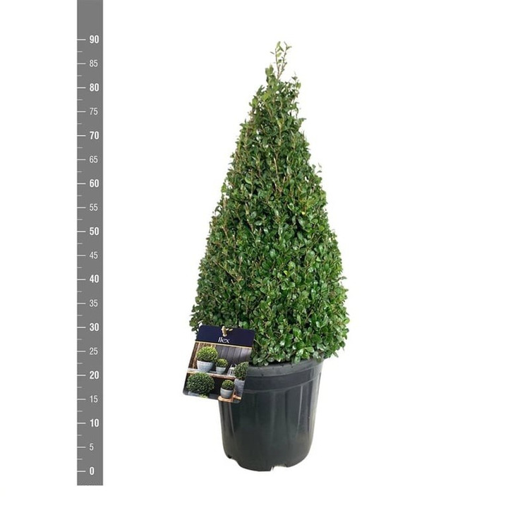 Rinčiuotasis bugienis (Lot Ilex cren.) 'Caroline Upright' 60-70 CM CONE C10