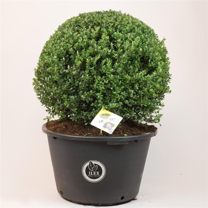 Rinčiuotasis bugienis (Lot Ilex cren.) 'Dark Green' 70-80 CM BALL C65
