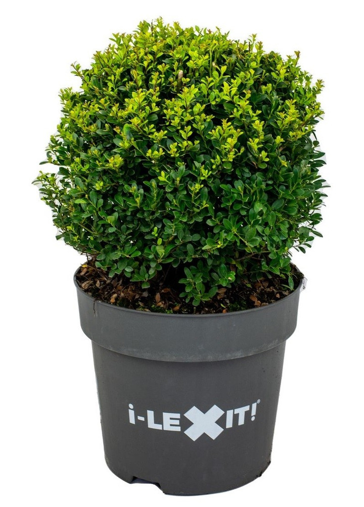 Rinčiuotasis bugienis (Lot Ilex cren.) 'Dark Green' 40/+ CM BALL C15
