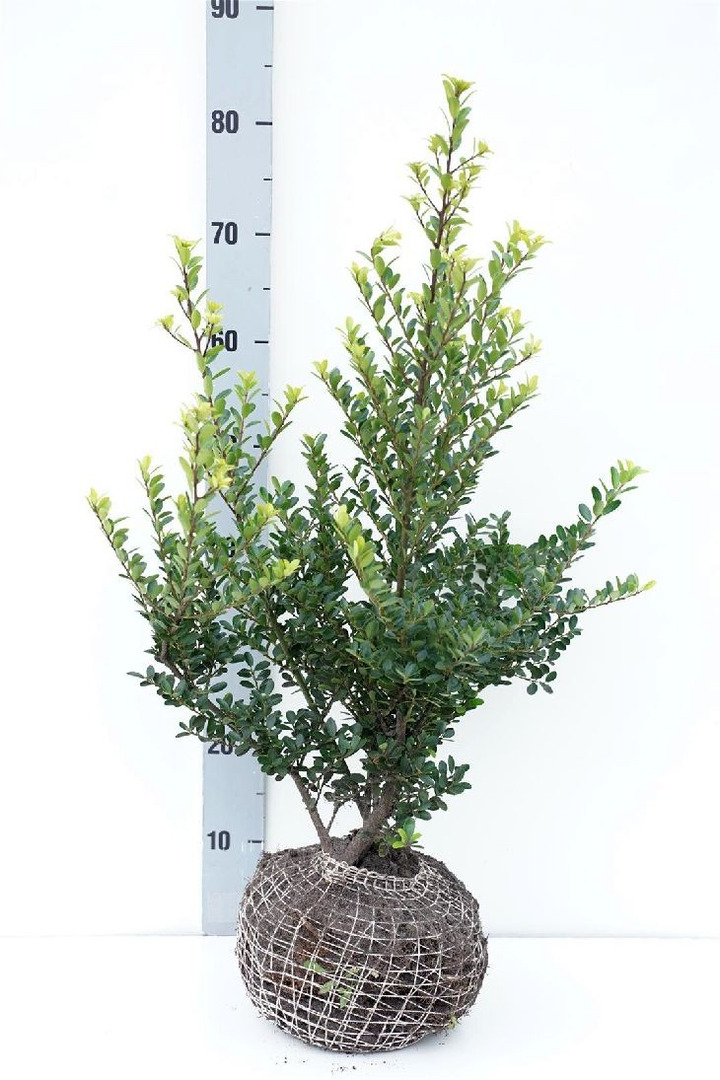 Rinčiuotasis bugienis (Lot Ilex cren.) 'Green Hedge' 40-50 CM RB