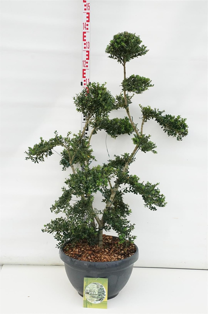 Rinčiuotasis bugienis (Lot Ilex cren.) 'Kin Me' LV18 BONSAI