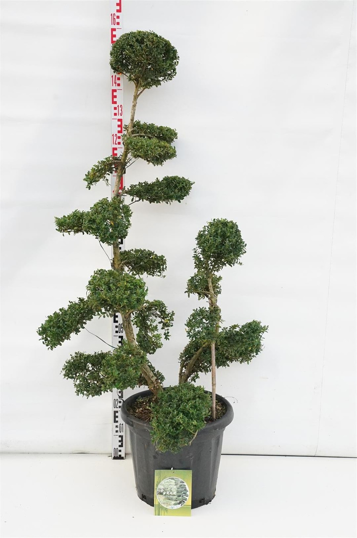 Rinčiuotasis bugienis (Lot Ilex cren.) 'Kin Me' C30 BONSAI