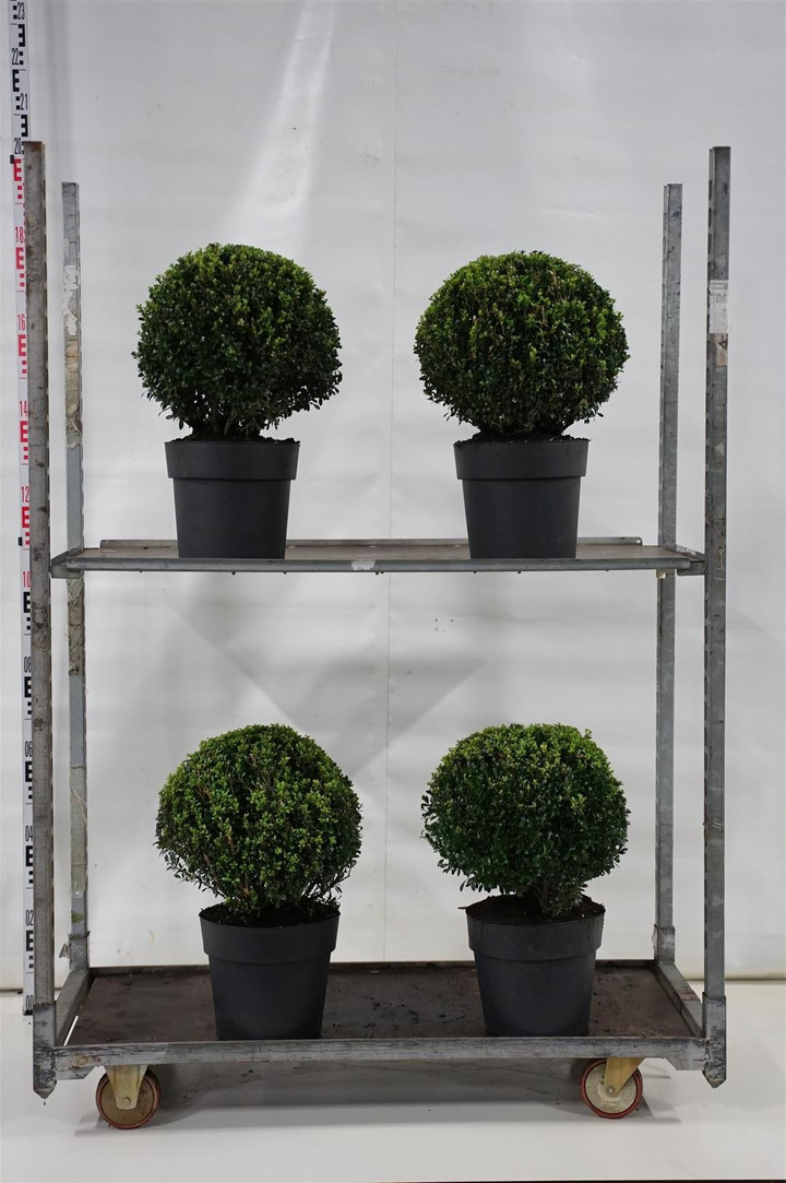 Rinčiuotasis bugienis (Lot Ilex cren.) 'Luxus' 35-40 CM BALL C5/P23