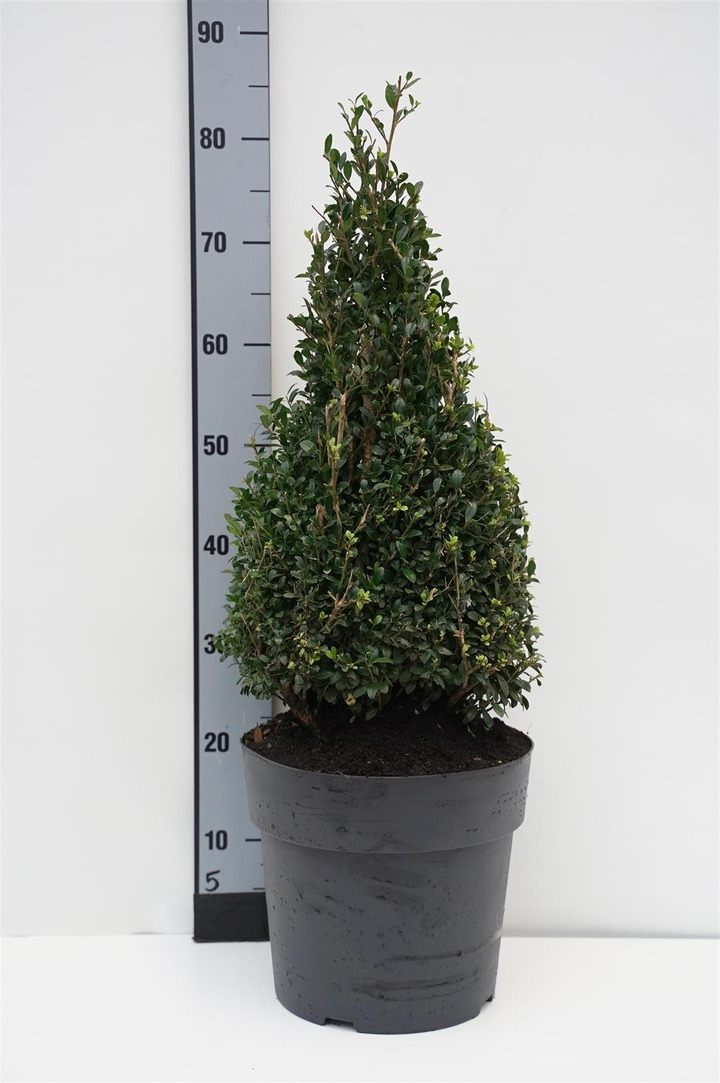 Rinčiuotasis bugienis (Lot Ilex cren.) 'Luxus' 60-70 CM CONE C5,5/TB24