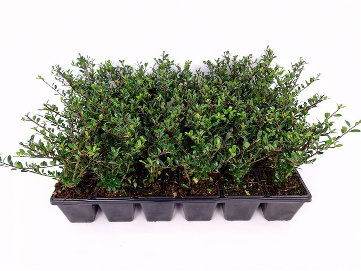 Rinčiuotasis bugienis (Lot Ilex cren.) 'Strong Caroline' P9 JAUNI AUGALAI 10-15CM