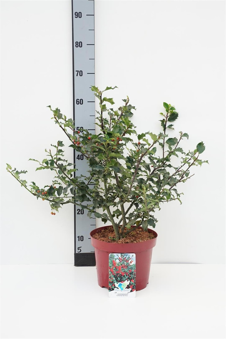 Bugienis (Lot Ilex mes.) 'Blue Princess' C5/P23 40-50 CM