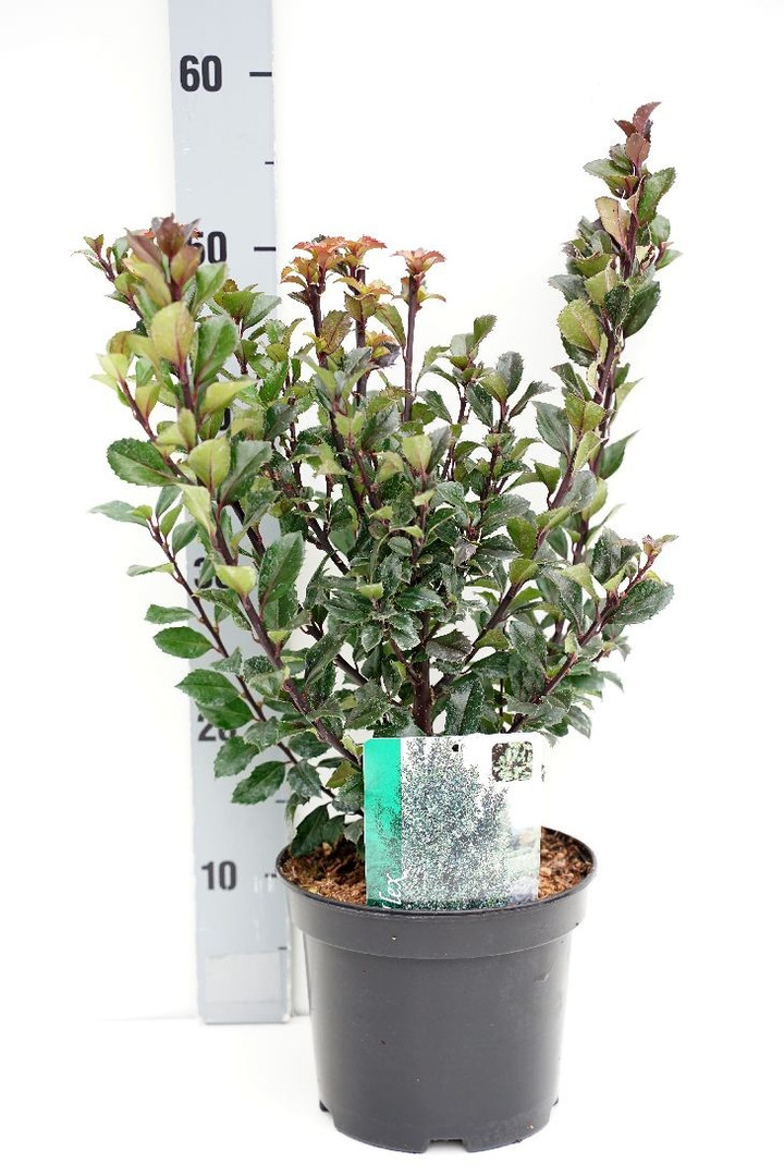 Bugienis (Lot Ilex mes.) 'Heckenstar' C3/P19 30-40 CM