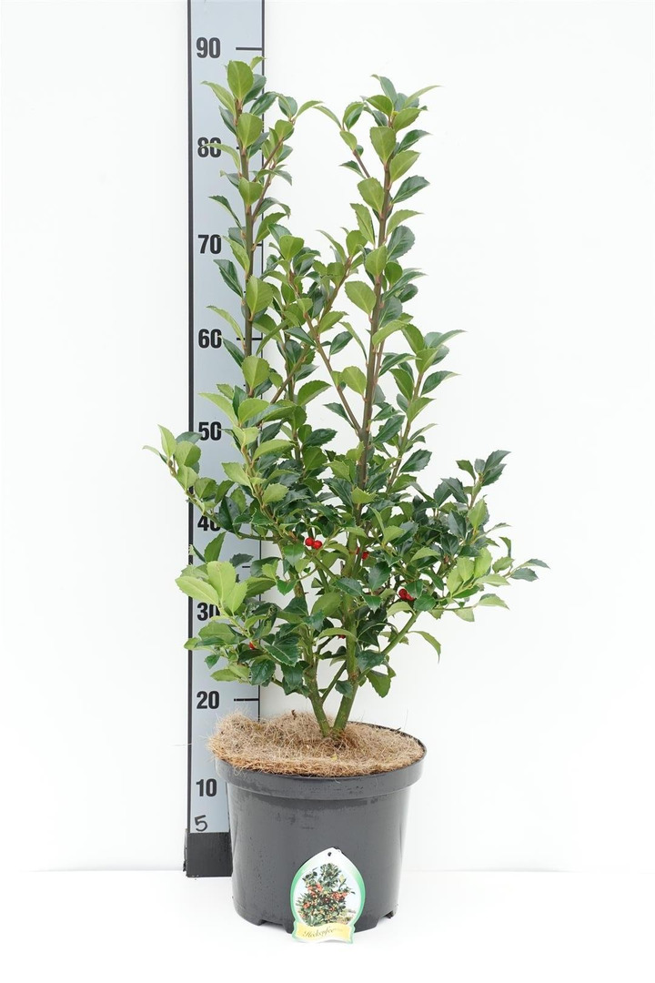 Bugienis (Lot Ilex mes.) 'Heckenfee' C5/P23 60-80 CM