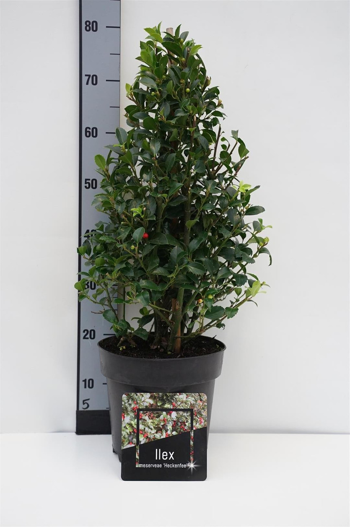 Bugienis (Lot Ilex mes.) 'Heckenfee' C6,5/P24 60-80 CM
