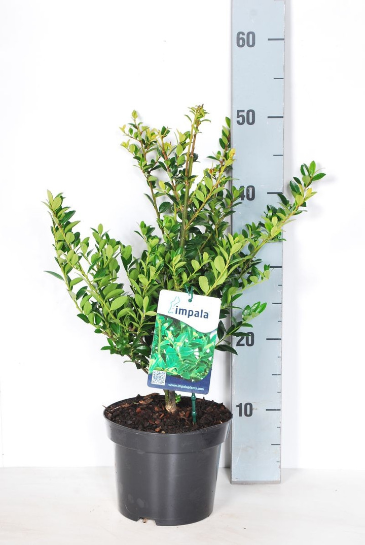 Ilex max. (Lot Ilex max.) 'Impala' C2/P17 30-40 CM